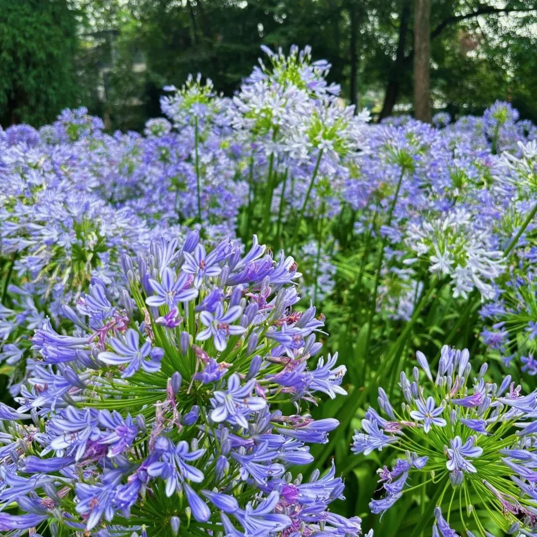Agapanthus africanus Seeds