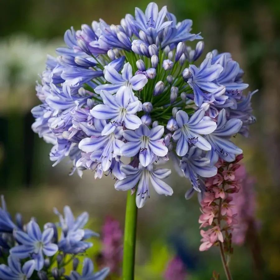 Agapanthus africanus Seeds
