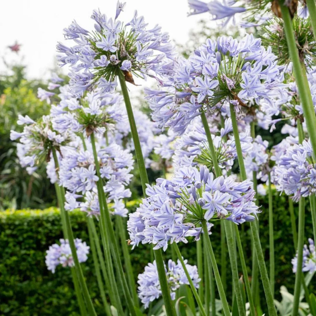 Agapanthus africanus Seeds