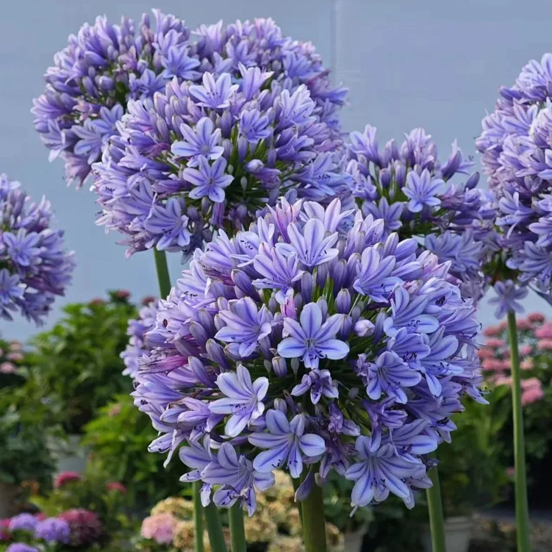 Agapanthus africanus Seeds