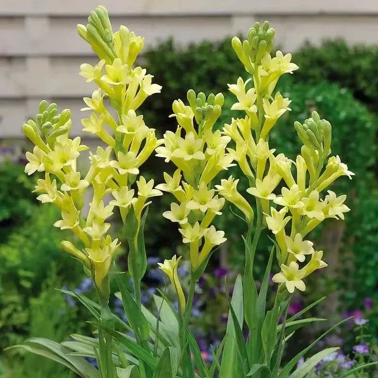 💐Tuberose – Königin der Nacht