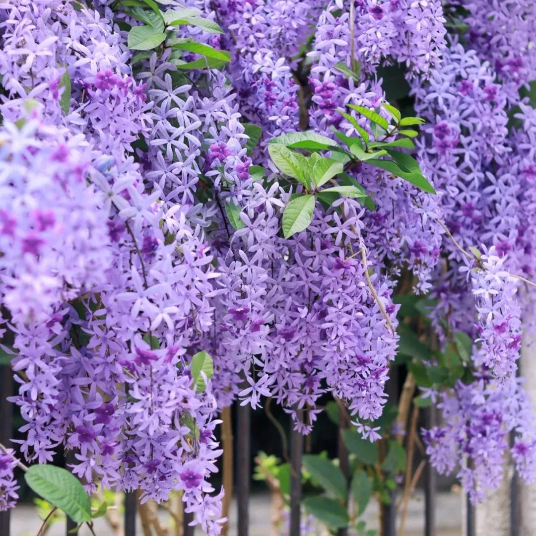 Blue Flower Vine - Dreamy Blue and Purple Waterfall
