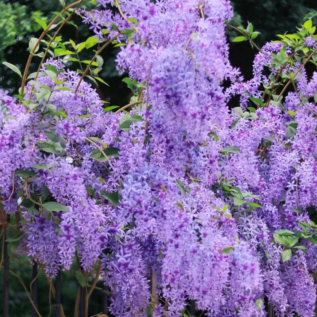 Blue Flower Vine - Dreamy Blue and Purple Waterfall