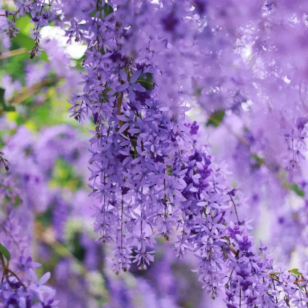 Blue Flower Vine - Dreamy Blue and Purple Waterfall