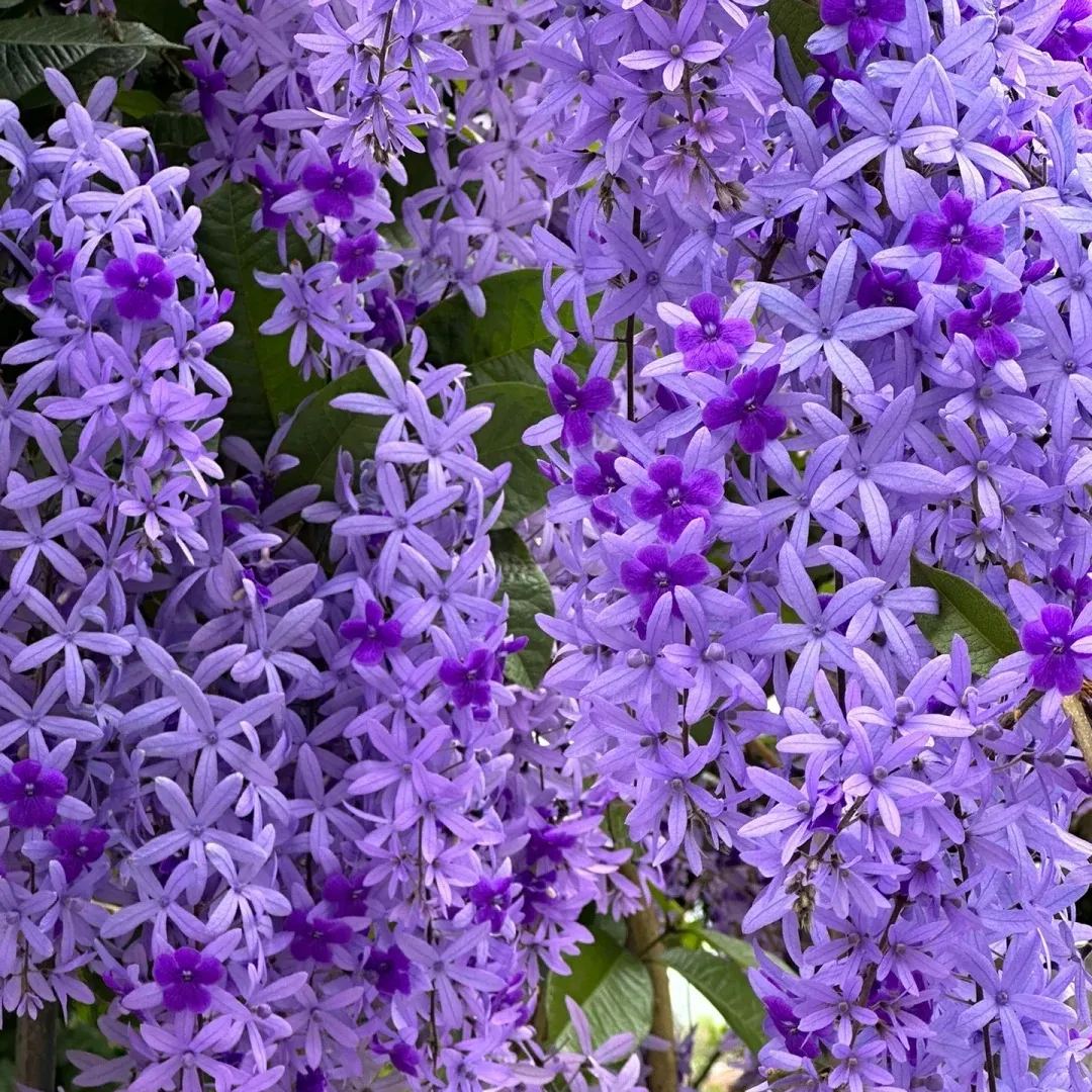 Blue Flower Vine - Dreamy Blue and Purple Waterfall