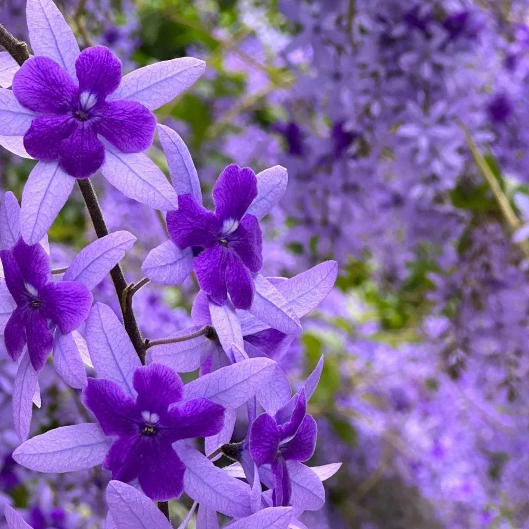 Blue Flower Vine - Dreamy Blue and Purple Waterfall