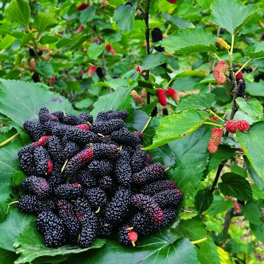 Black Mulberry Seeds