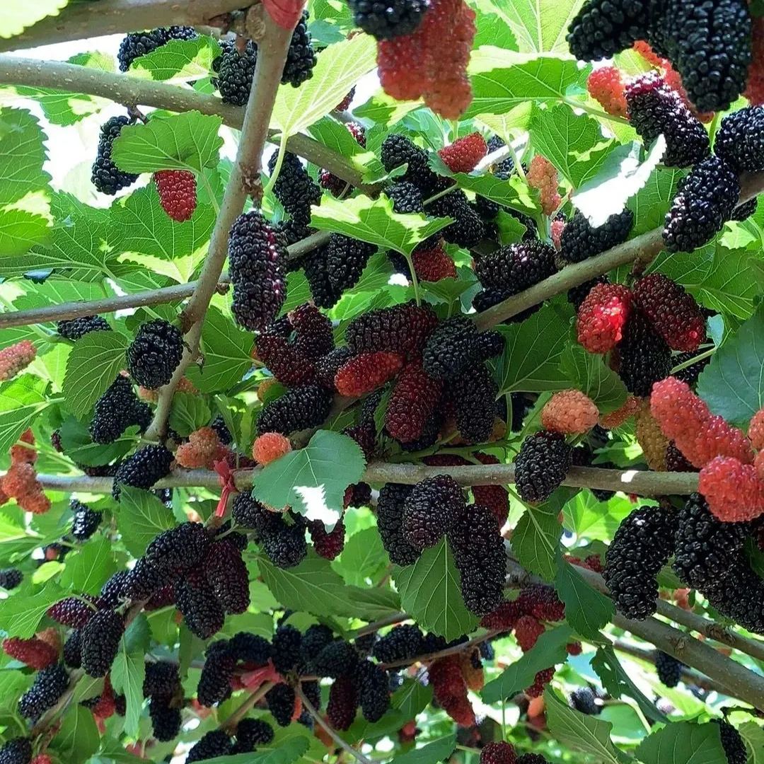 Black Mulberry Seeds