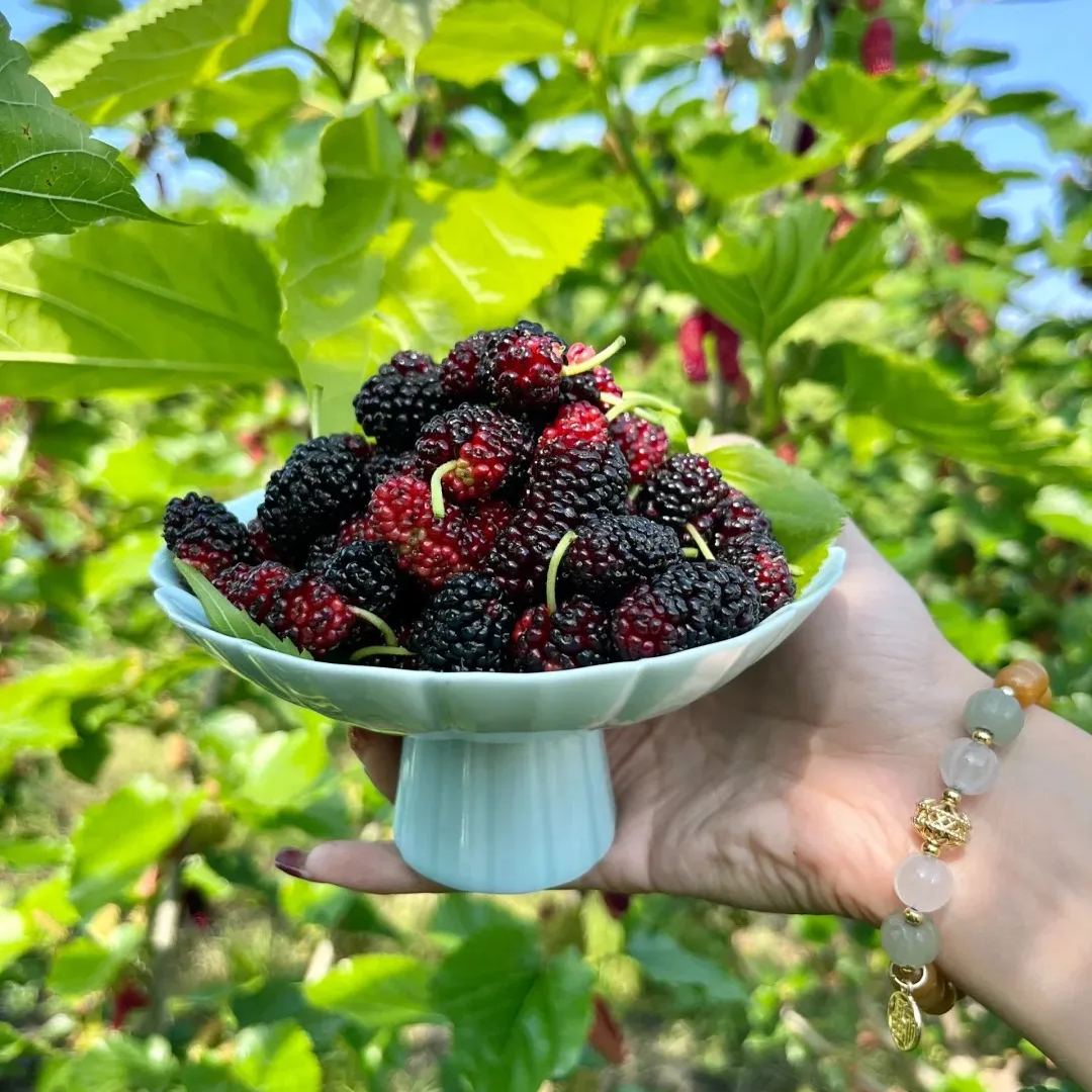 Black Mulberry Seeds