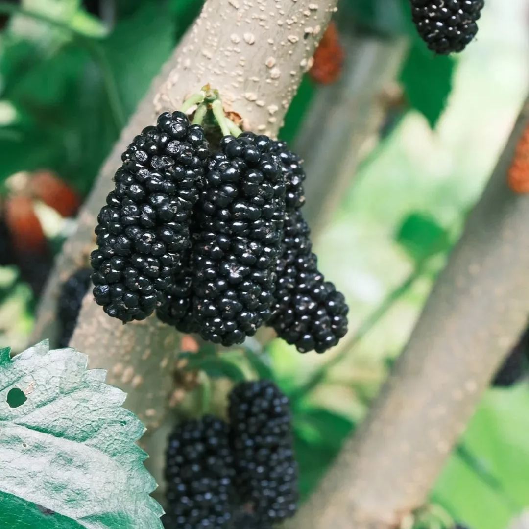 Black Mulberry Seeds