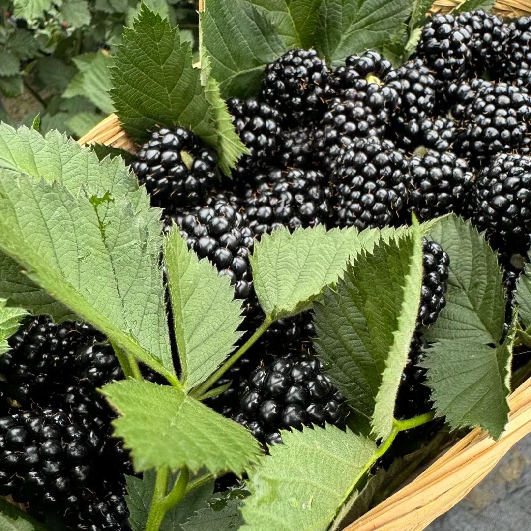 🫐Sweet Giant Blackberry Seeds Nature’s Sweet Gems 🍇