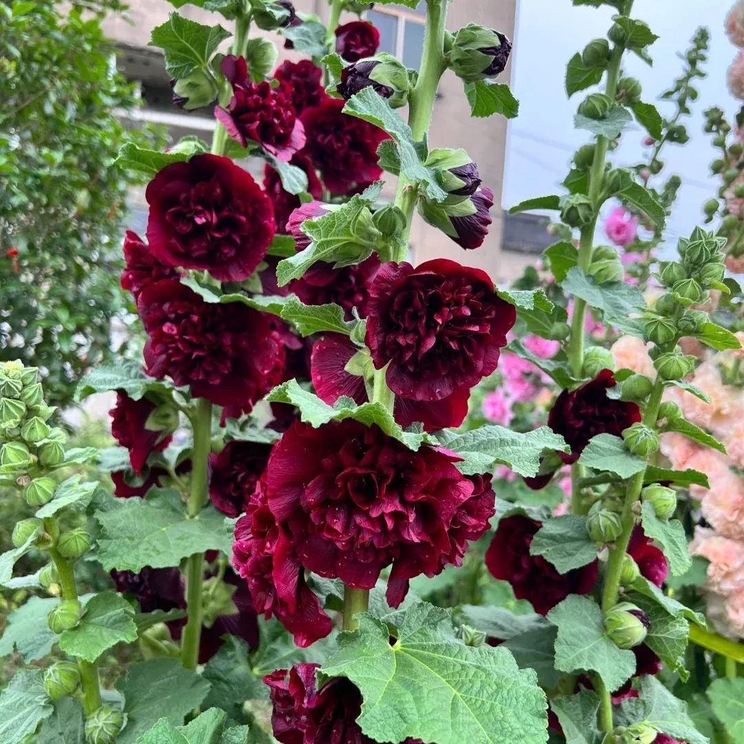 Double Hollyhock Seeds