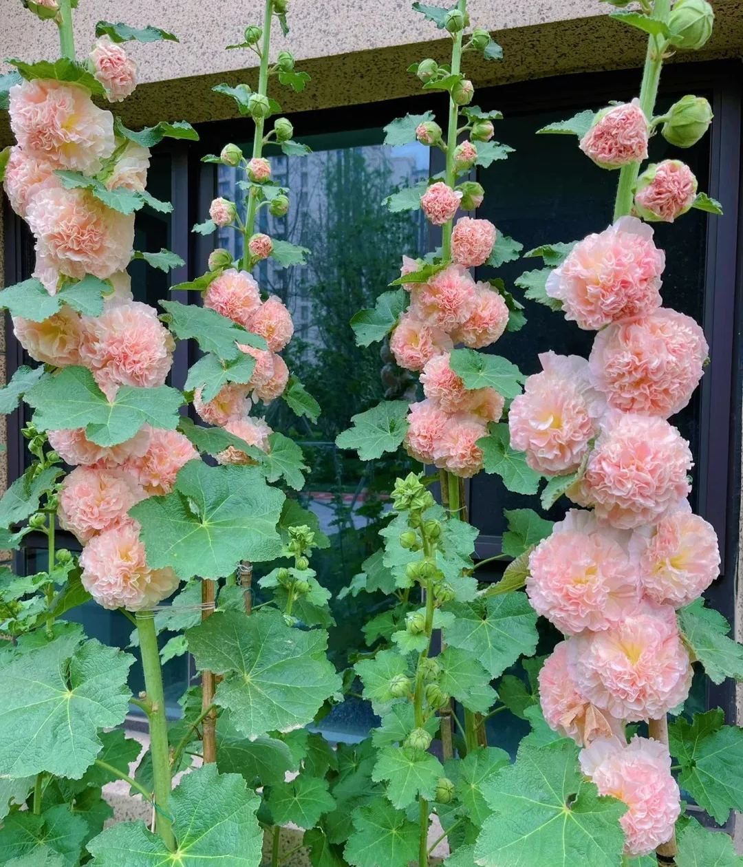 Double Hollyhock Seeds