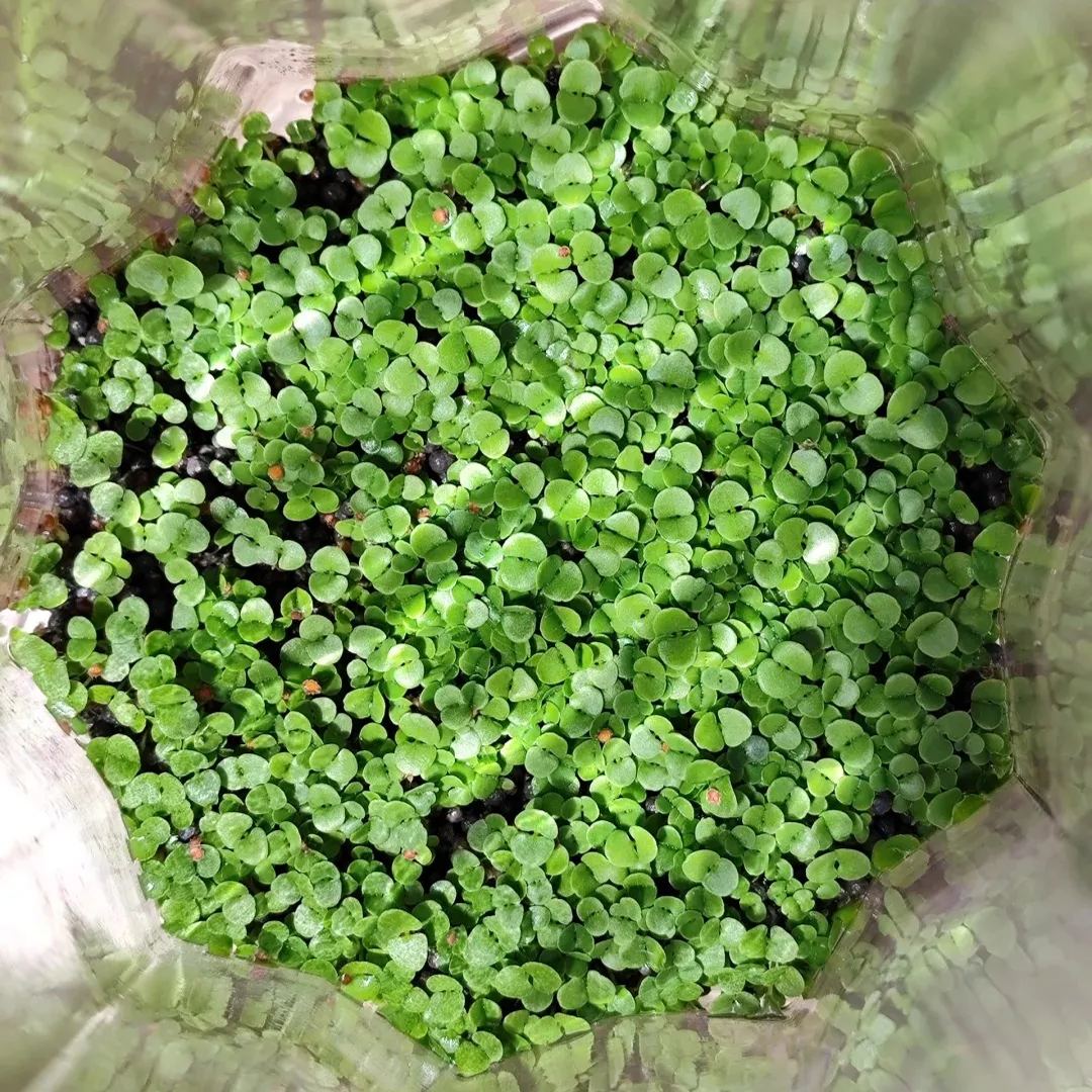 🌿Kupfermünzengras – reinigt die Luft