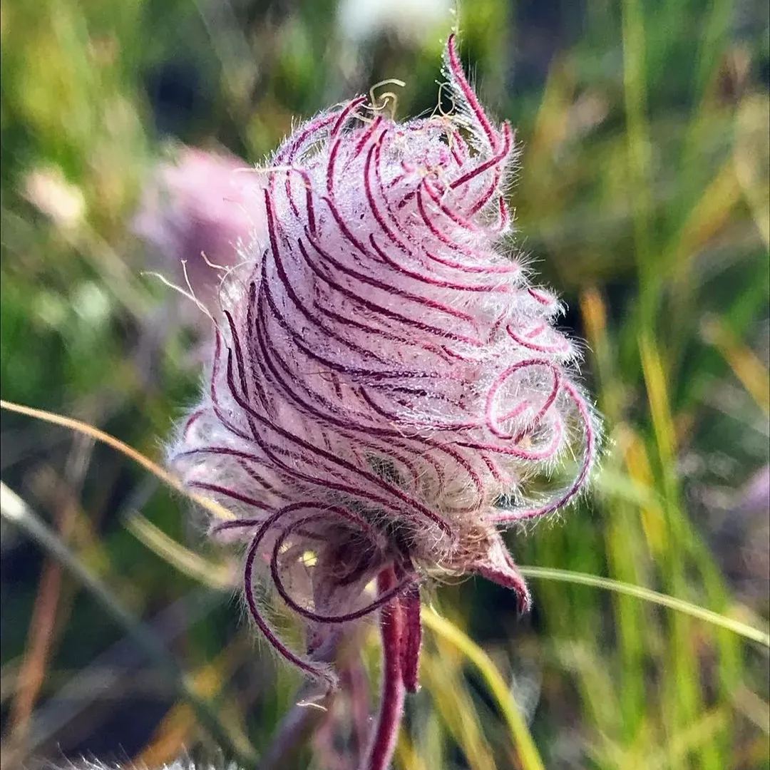 Prairie Smoke Flower Seeds💎A Hidden Gem of the Prairie