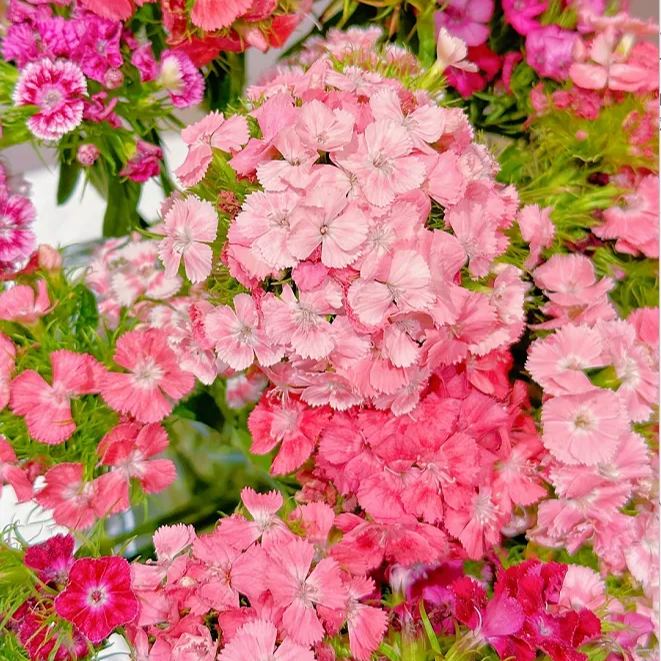 Dianthus Corona Mixed Seeds