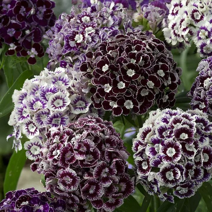 Dianthus Corona Mixed Seeds