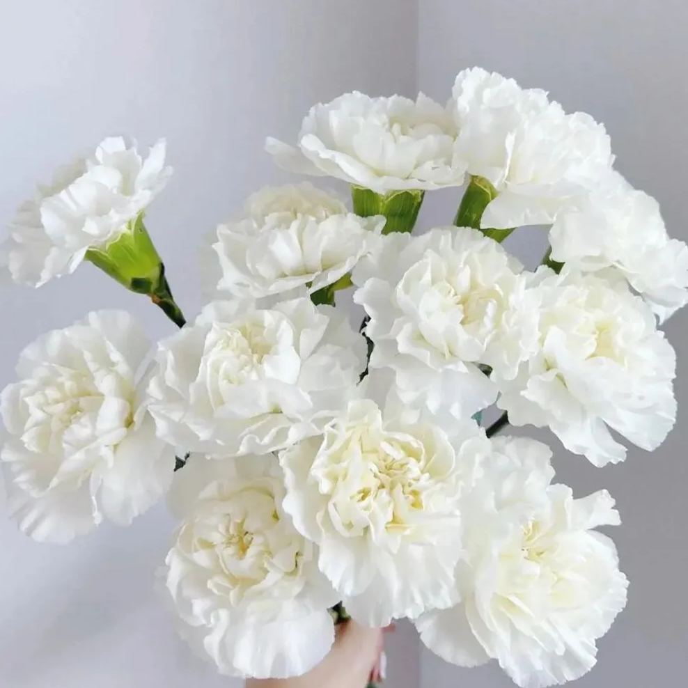 🌸Colorful Carnations Flower Seeds for Planting Perennial