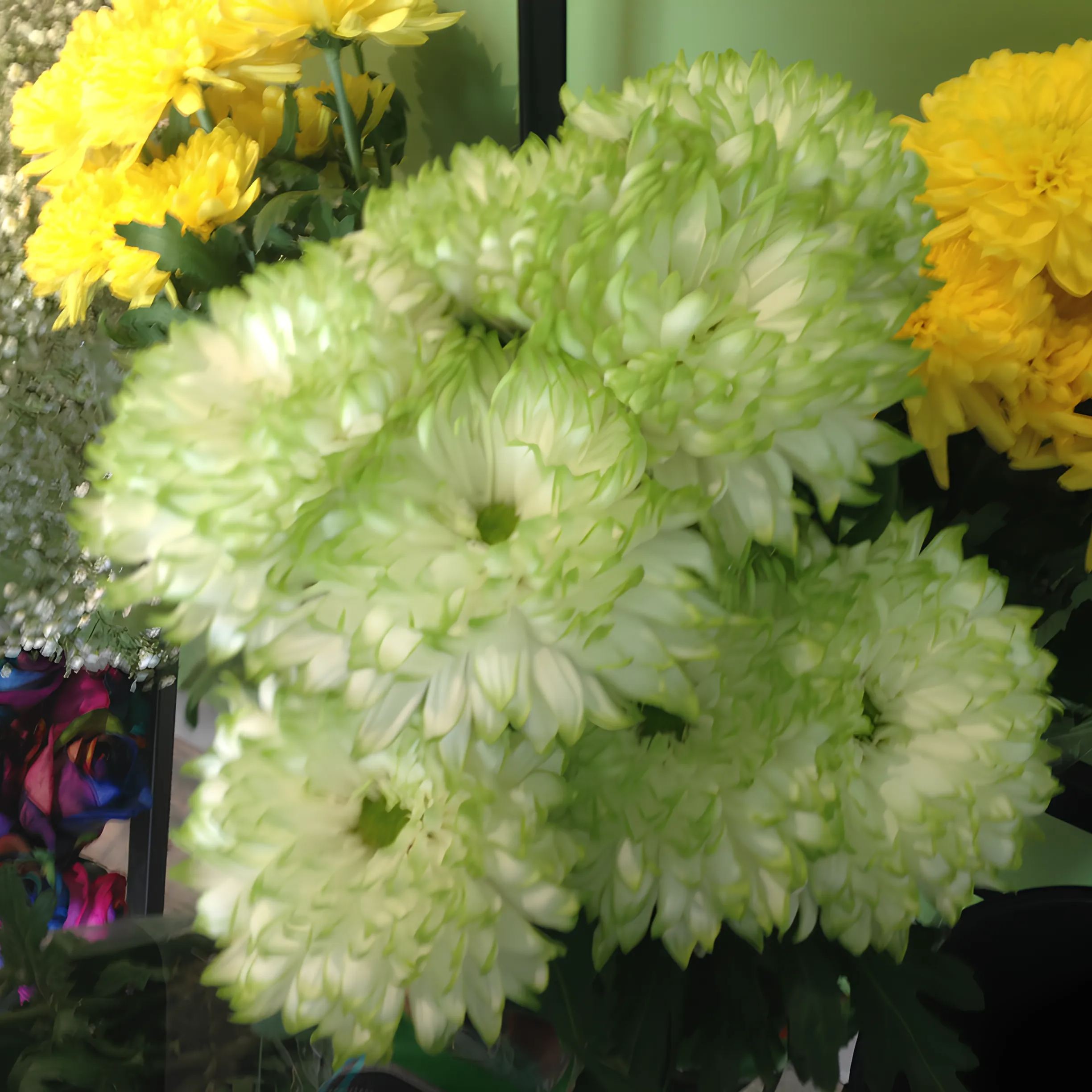 🌺The Flower of Elegance—Giant Chrysanthemum