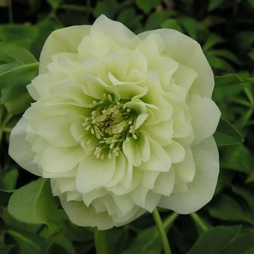 Hellebore Christmas Rose Seeds