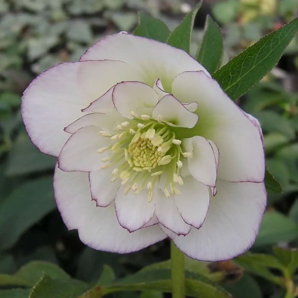 Hellebore Christmas Rose Seeds