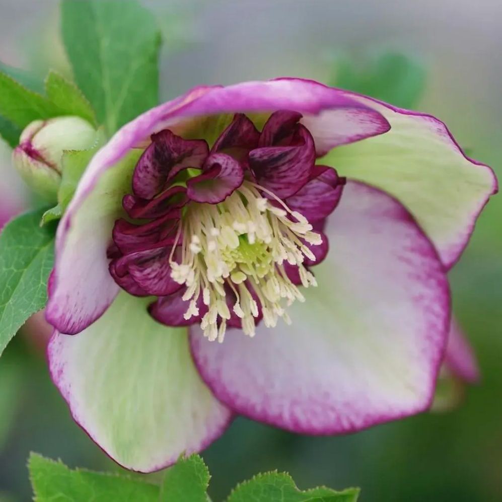 Hellebore Christmas Rose Seeds