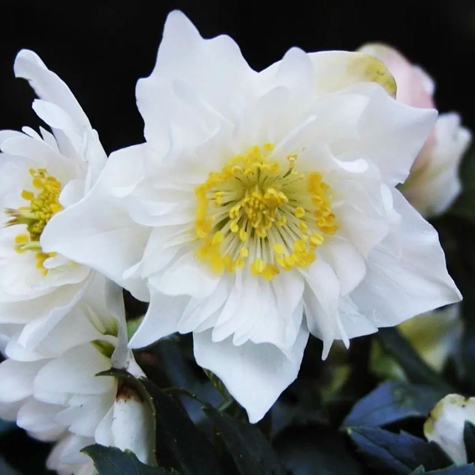 Hellebore Christmas Rose Seeds