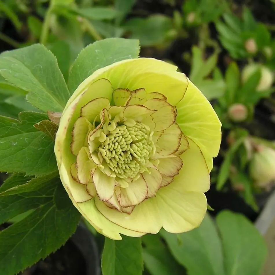 Hellebore Christmas Rose Seeds