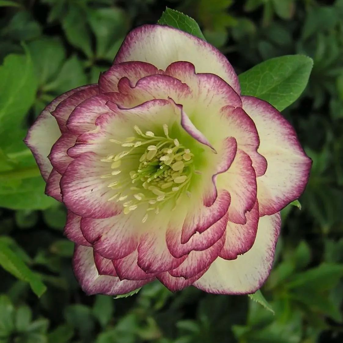 Hellebore Christmas Rose Seeds