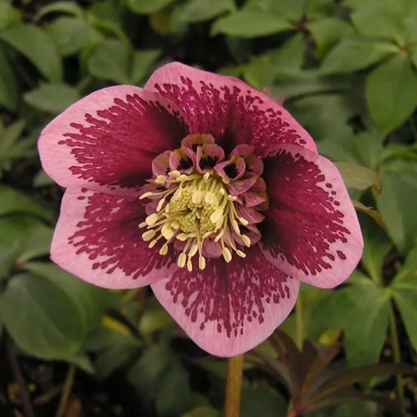 Hellebore Christmas Rose Seeds