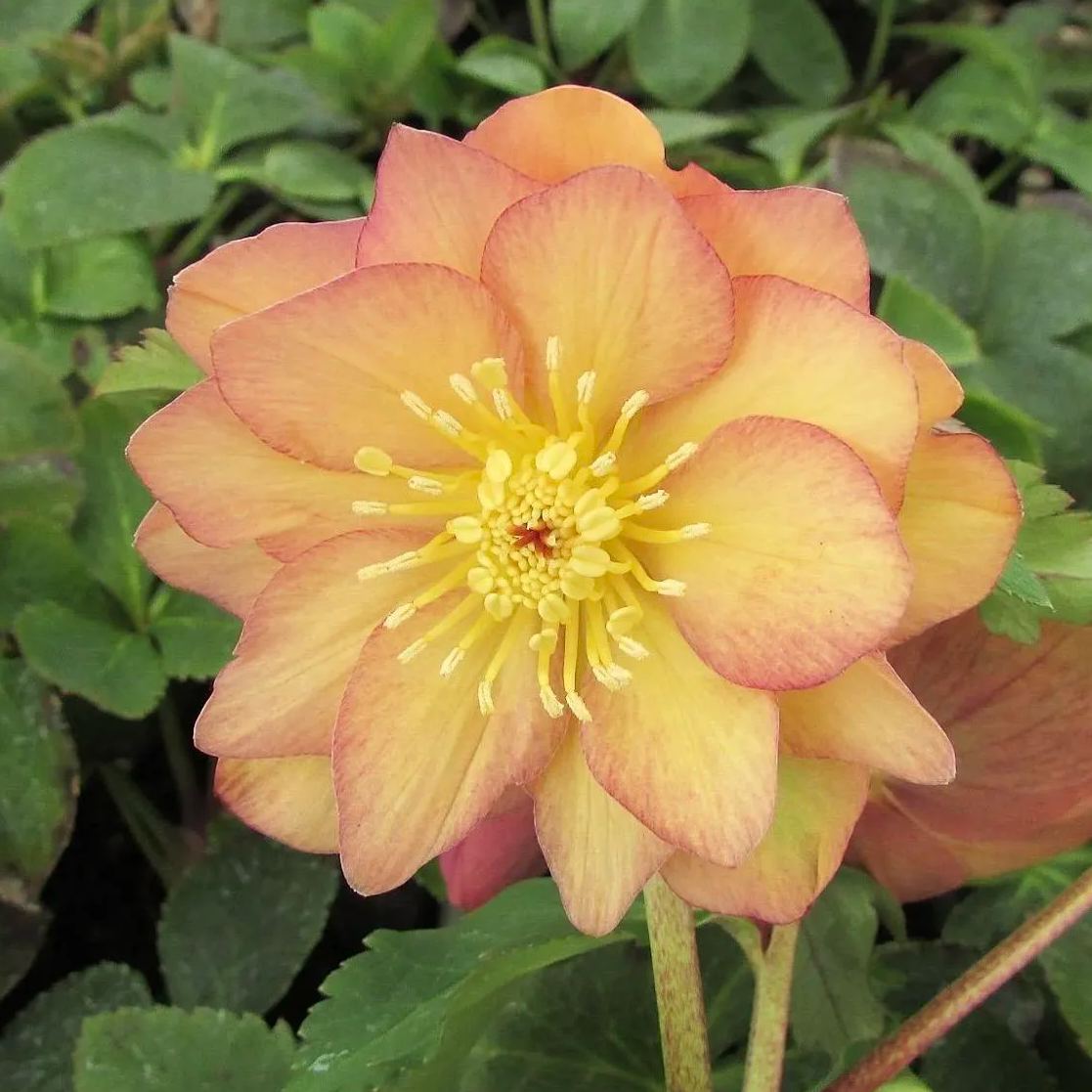 Hellebore Christmas Rose Seeds