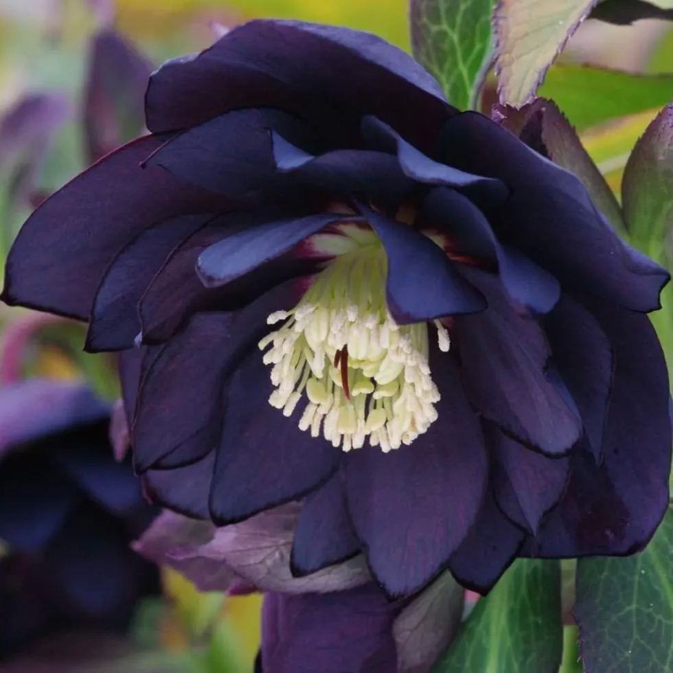 Hellebore Christmas Rose Seeds