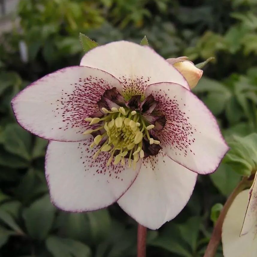Hellebore Christmas Rose Seeds