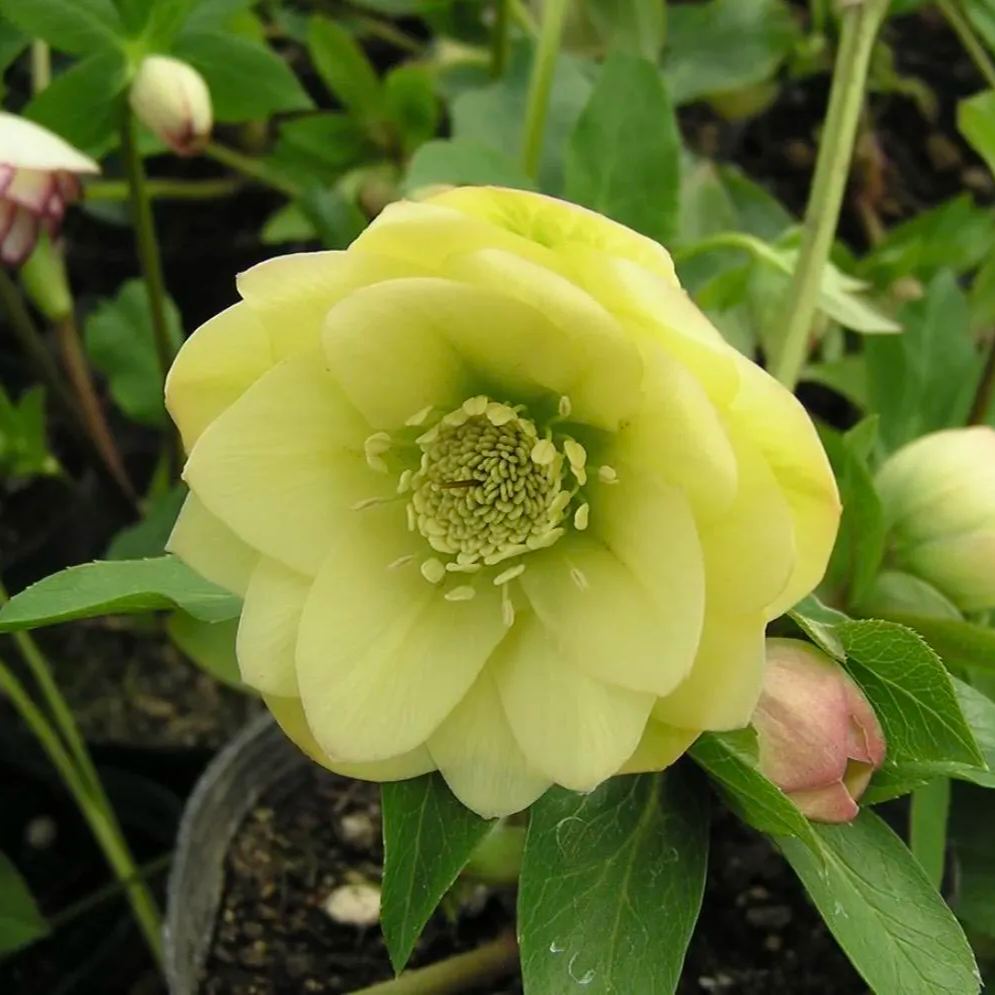 Hellebore Christmas Rose Seeds