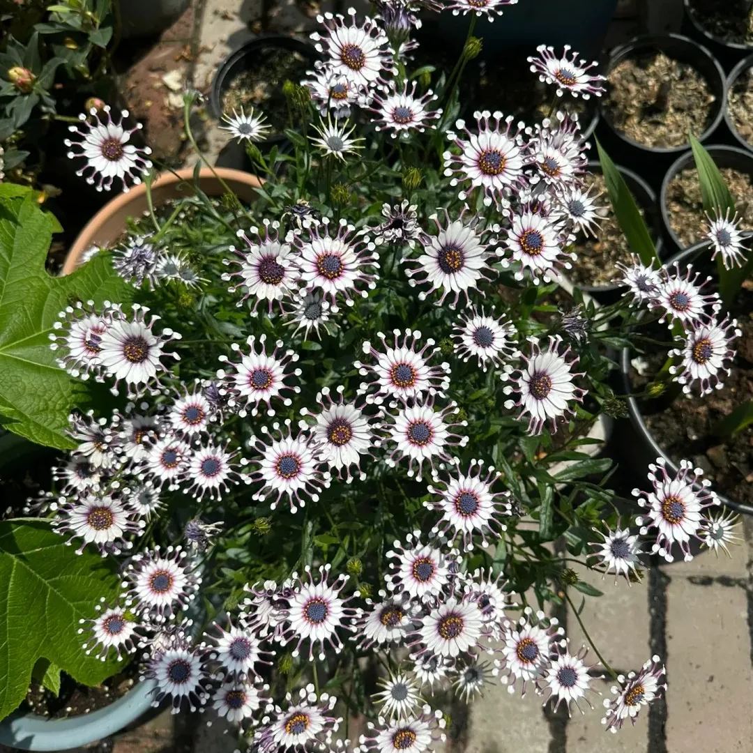 Blue Daisy Plants Flower Seeds Osteospermum Seeds