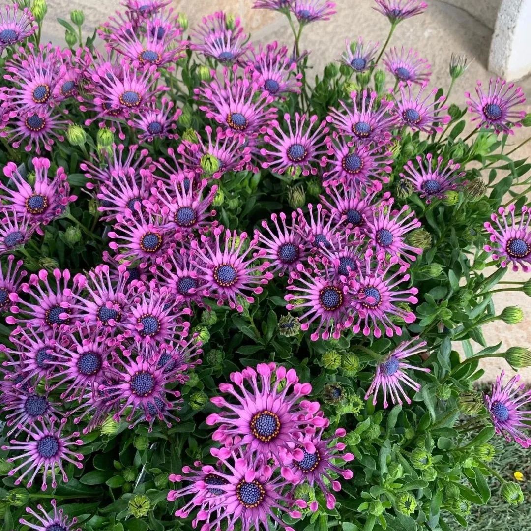 Blue Daisy Plants Flower Seeds Osteospermum Seeds