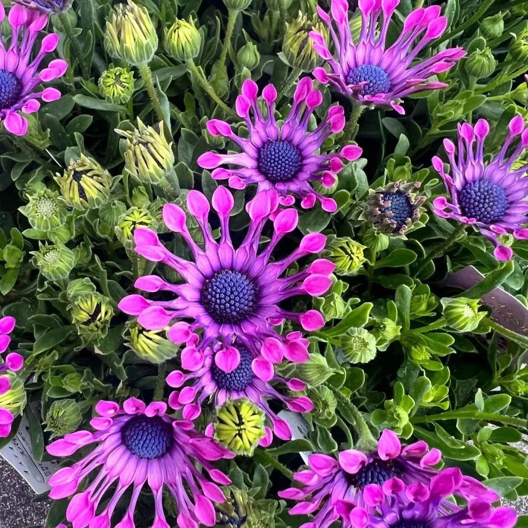Blue Daisy Plants Flower Seeds Osteospermum Seeds