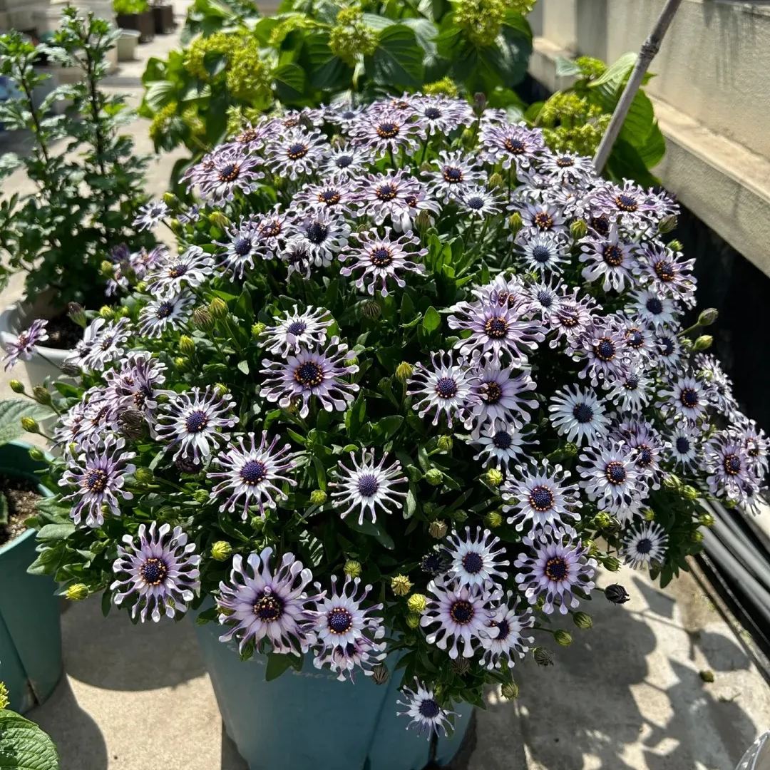 Blue Daisy Plants Flower Seeds Osteospermum Seeds