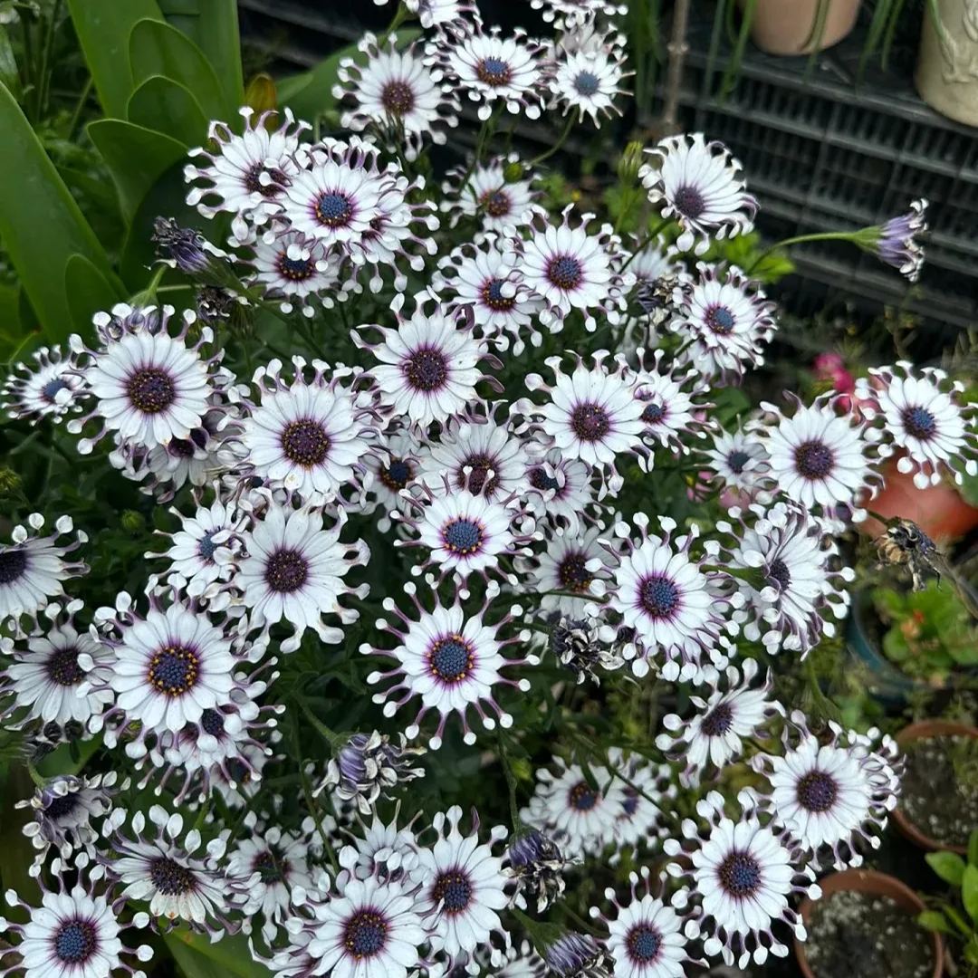 Blue Daisy Plants Flower Seeds Osteospermum Seeds