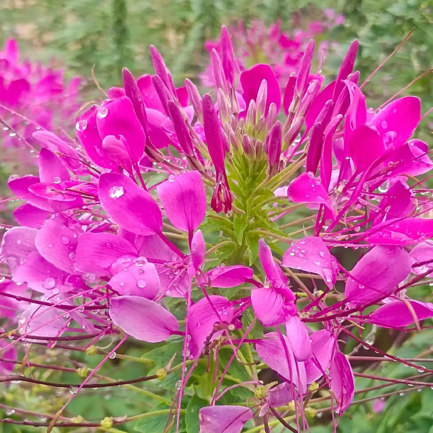 Mix Cleome Seeds