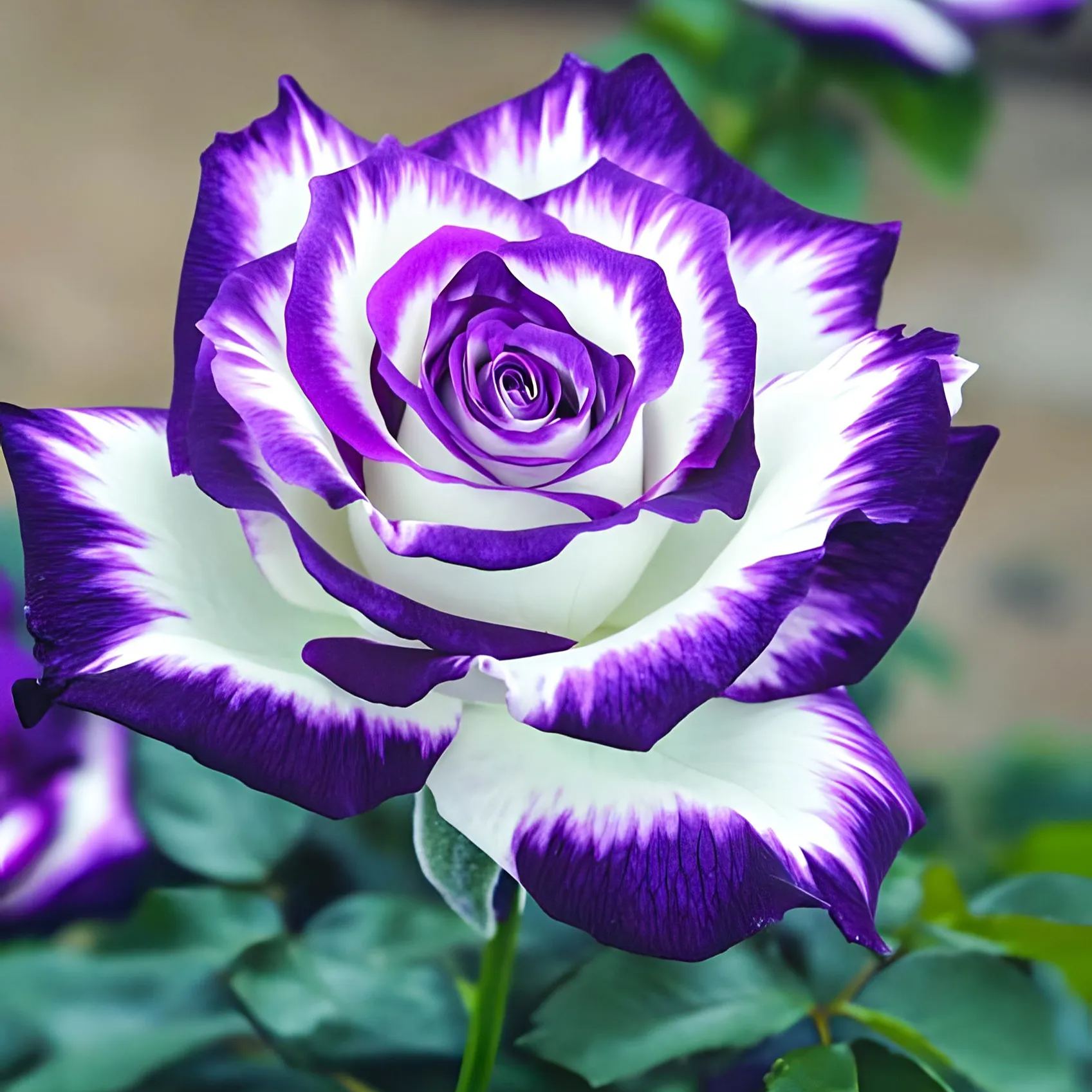 🌹Mix Color Rose - Flowers of Good Luck