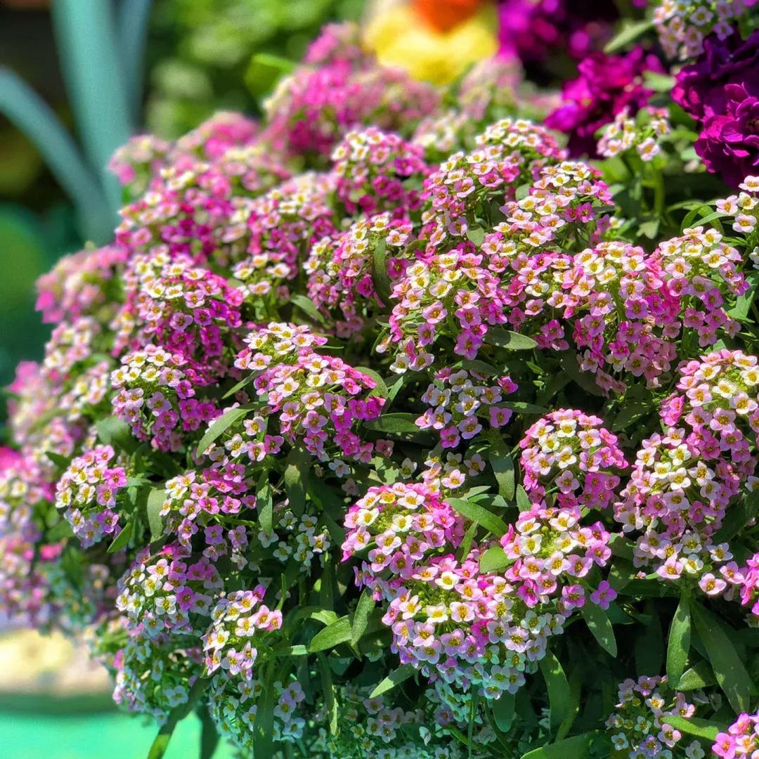 Sweet alyssum: the fragrance of spring