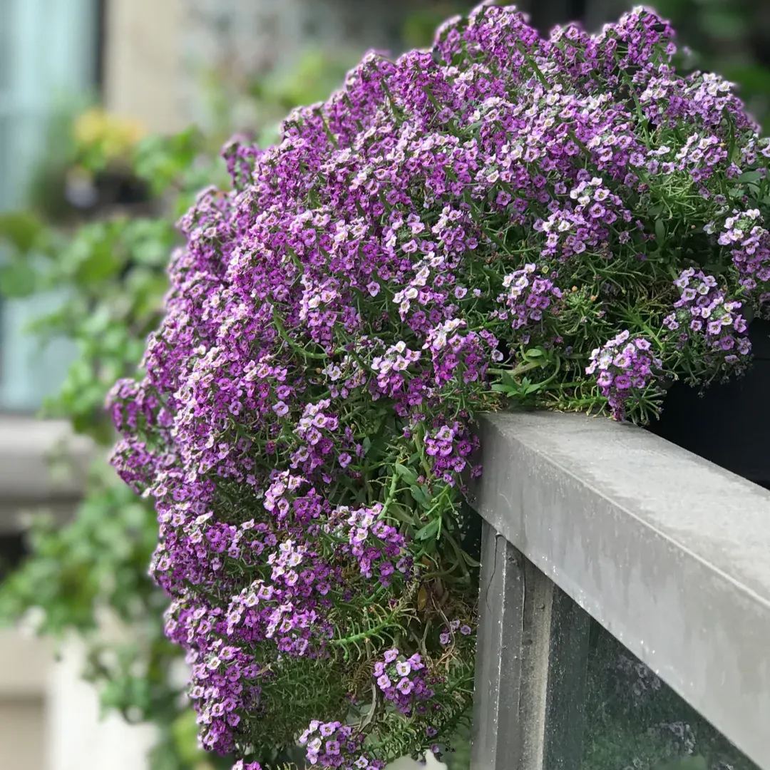 Sweet alyssum: the fragrance of spring
