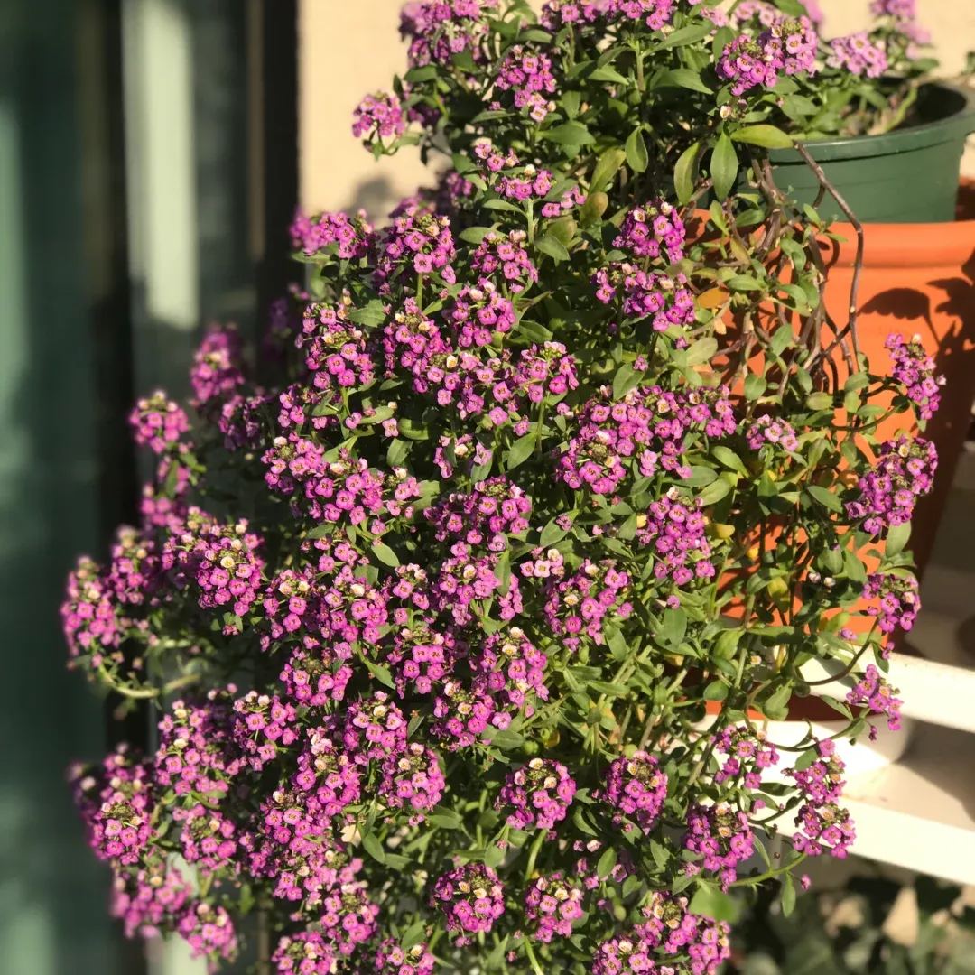 Sweet alyssum: the fragrance of spring
