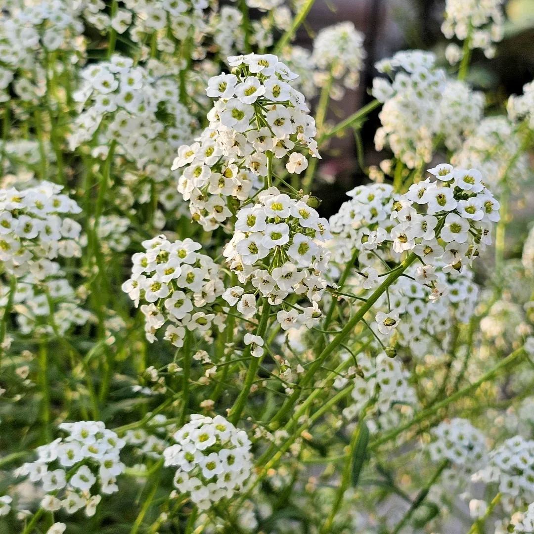Sweet alyssum: the fragrance of spring