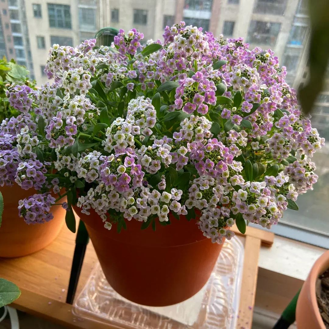 Sweet alyssum: the fragrance of spring