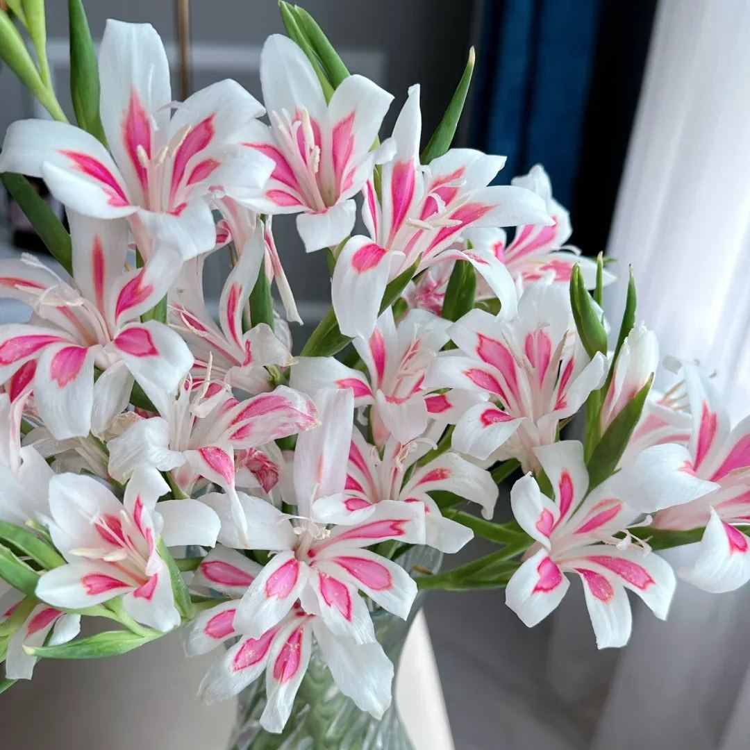 Cat's Claw Gladiolus🐱