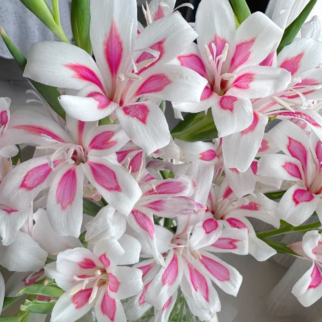 Cat's Claw Gladiolus🐱