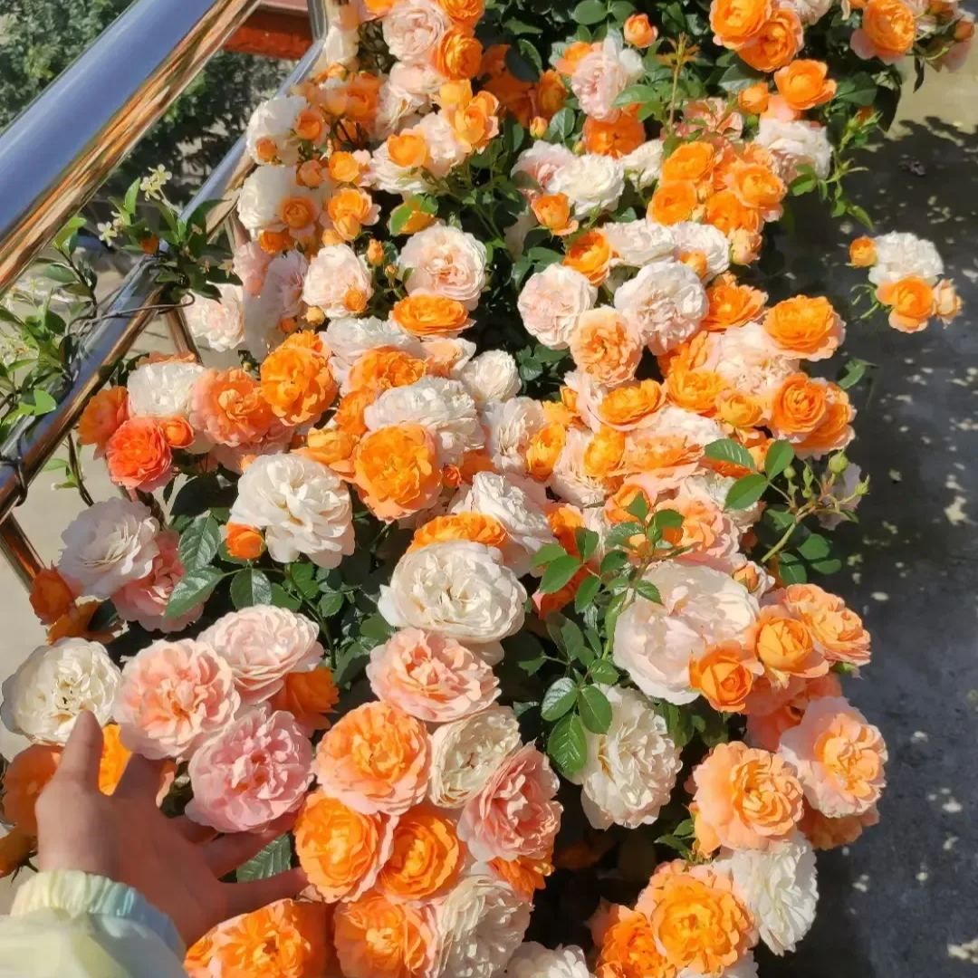 Potted Four Seasons Rose Juice Balcony