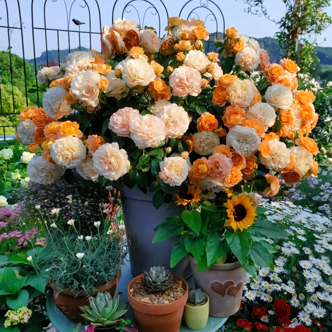 Potted Four Seasons Rose Juice Balcony